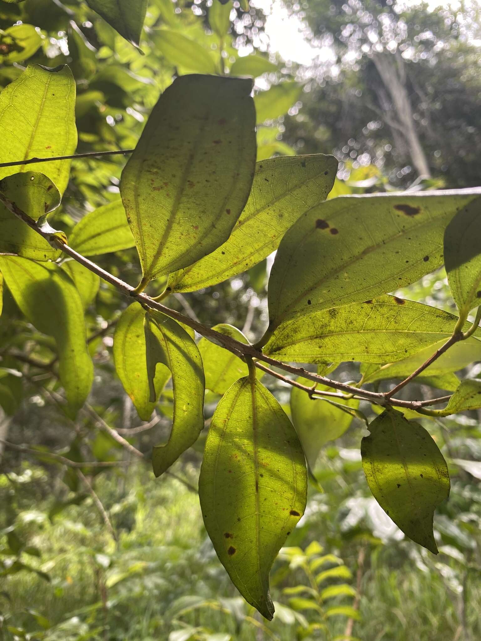 Image of Rhodamnia argentea Benth.