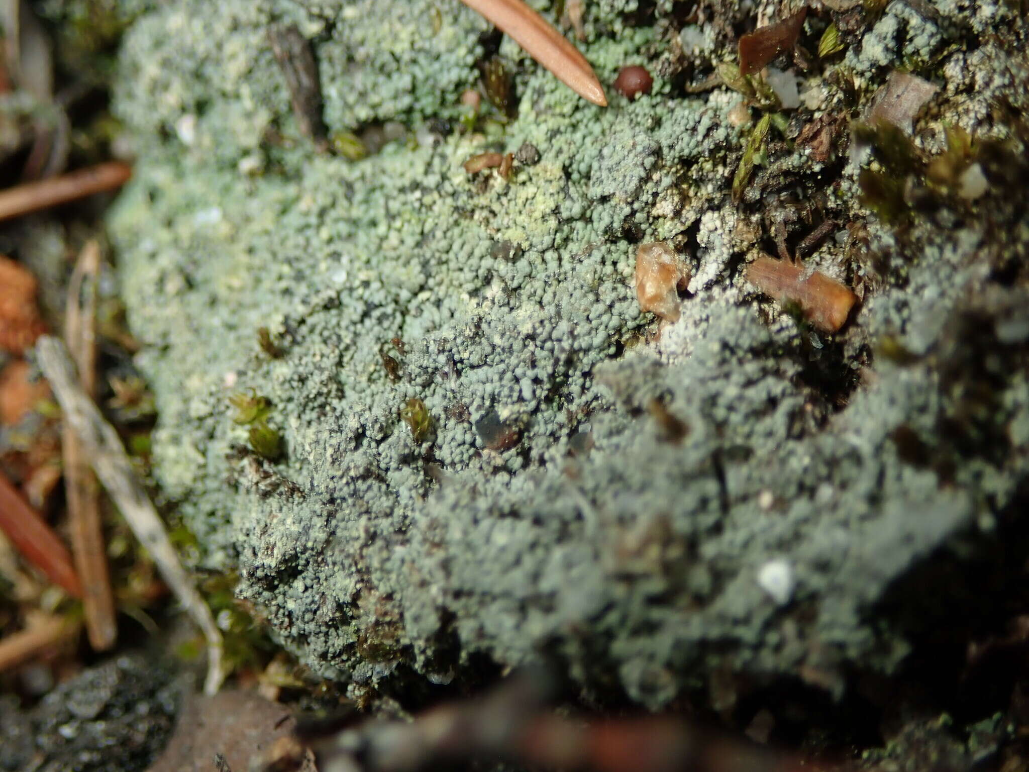 Image of granular trapeliopsis lichen