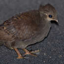 Image of Moluccan Megapode