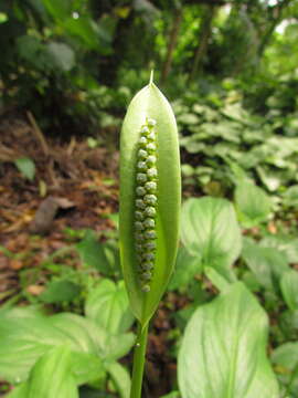 Image of Spathicarpa hastifolia Hook.