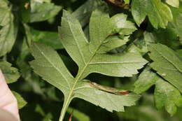 Sivun Phyllonorycter oxyacanthae (Frey 1855) kuva