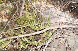 Image of Chloanthes stoechadis R. Br.