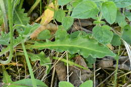 Image of bristly hawkbit