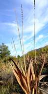 Imagem de Watsonia marginata (L. fil.) Ker Gawl.