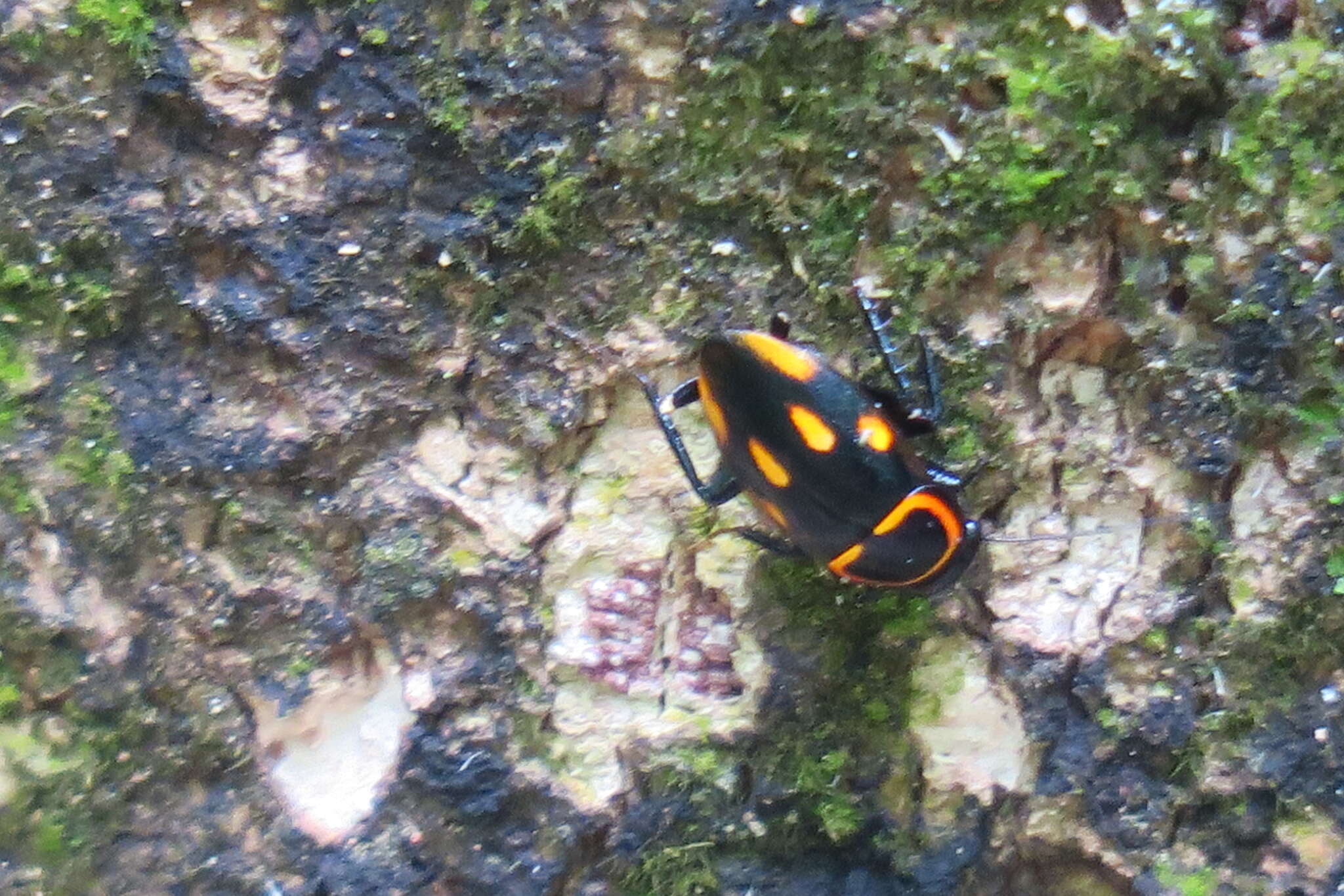 Sundablatta sexpunctata (Hanitsch 1923) resmi