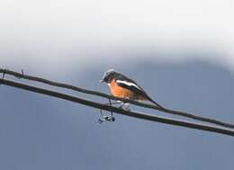 Image of White-throated Redstart