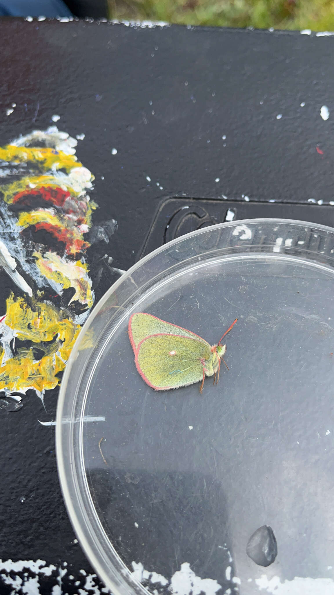 Image of Sierra Green Sulphur