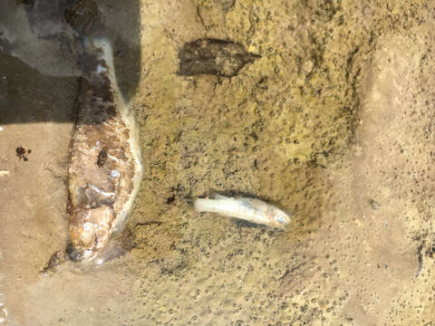 Image of Plains Killifish