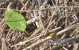 Image of Spotted Cucumber Beetle