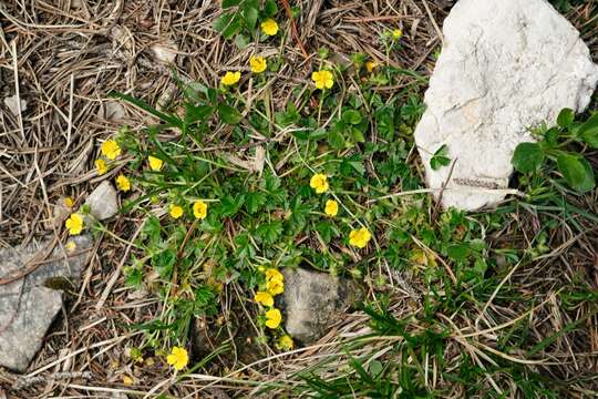 Image of Potentilla brauniana