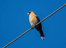 Image of Cinnamon Tanager