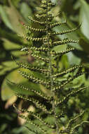 Imagem de Dryopteris oreades Fomin