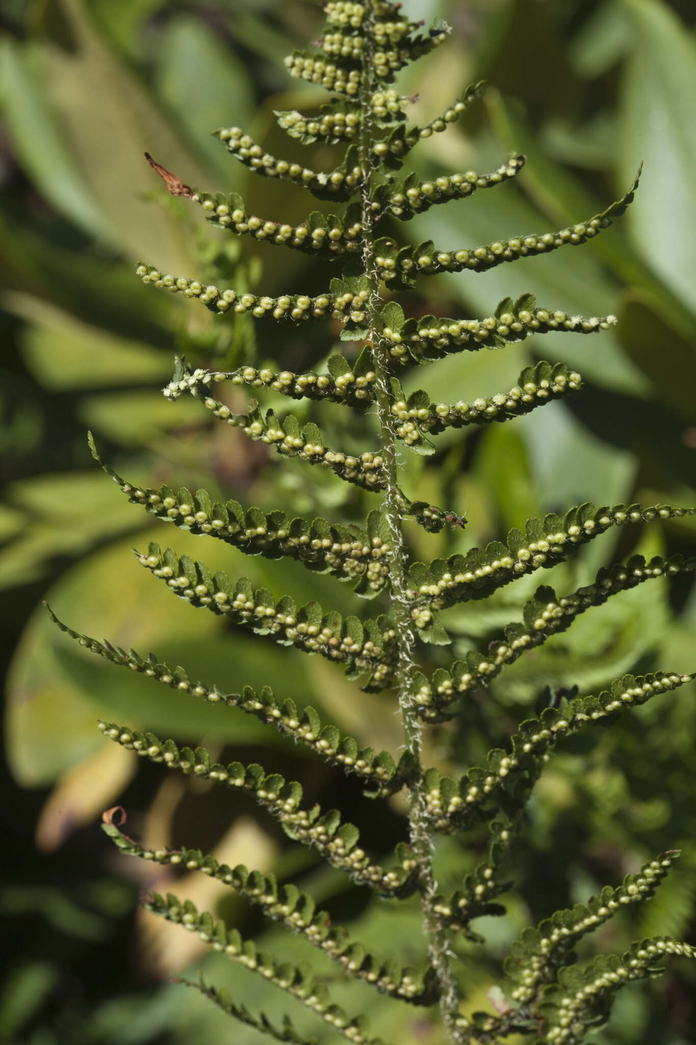 Image of Dryopteris oreades Fomin