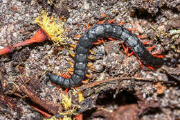 Imagem de Scolopendra laeta Haase 1887