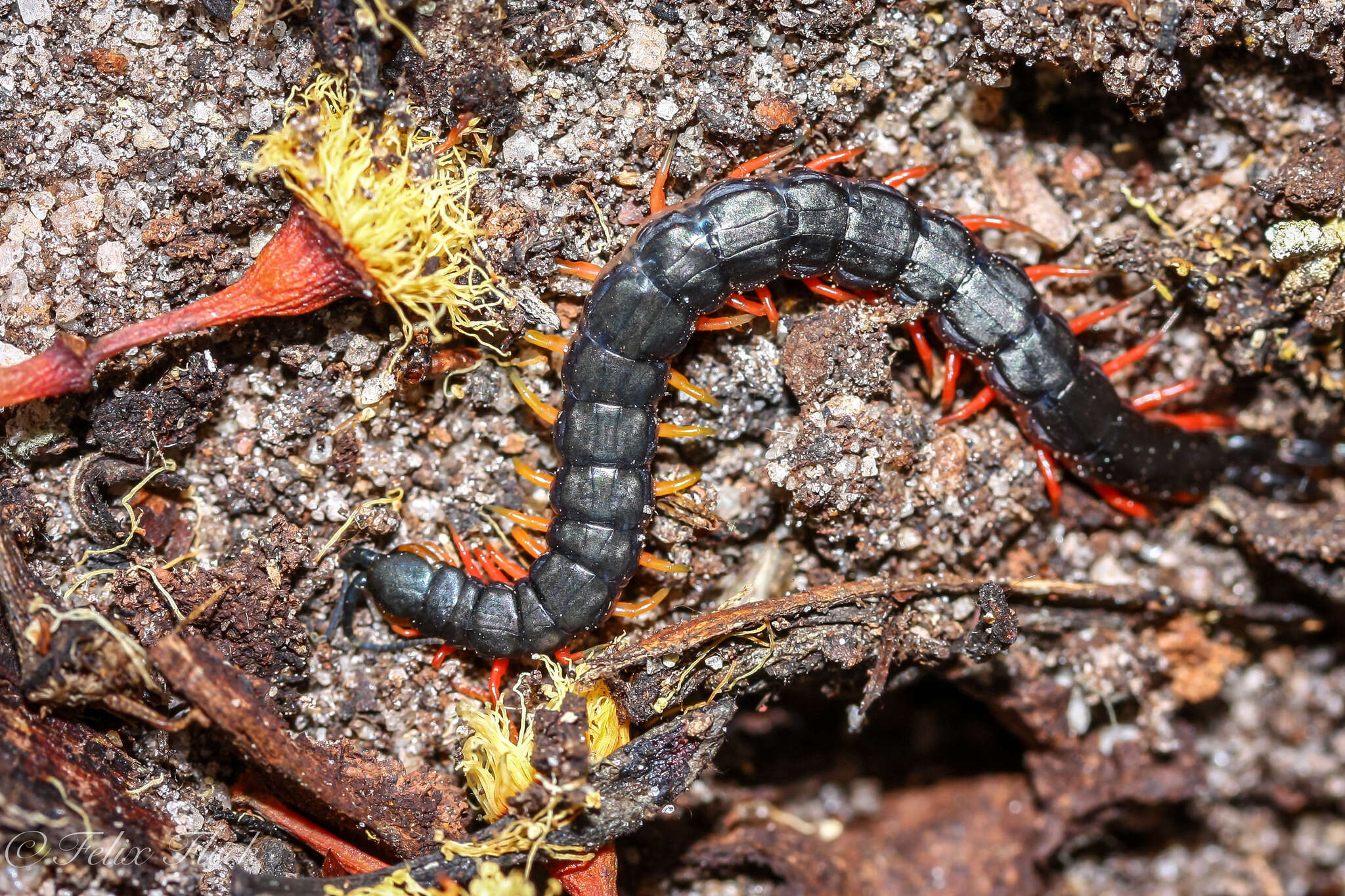 Image of Scolopendra laeta Haase 1887