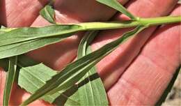 Image of rough Canada goldenrod