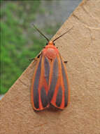 Image of Scarlet-winged Lichen Moth