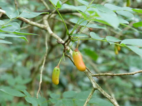 Image of Rourea coccinea (Thonn. ex Schum.) Hook. fil. ex Hook.