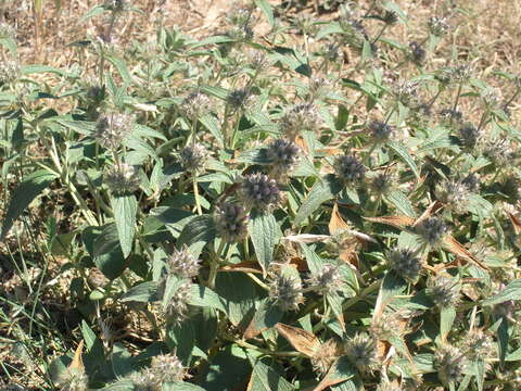 Image of Phlomis herba-venti subsp. pungens (Willd.) Maire ex De Filipps