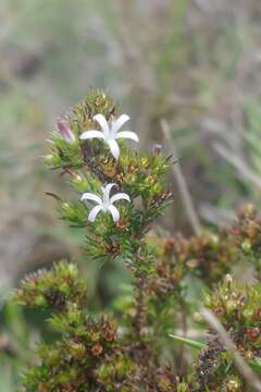 Image of Wahlenbergia rubens (H. Buek) Lammers