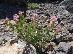 Image of western snakeroot