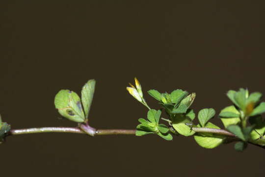 Image of slender hop clover