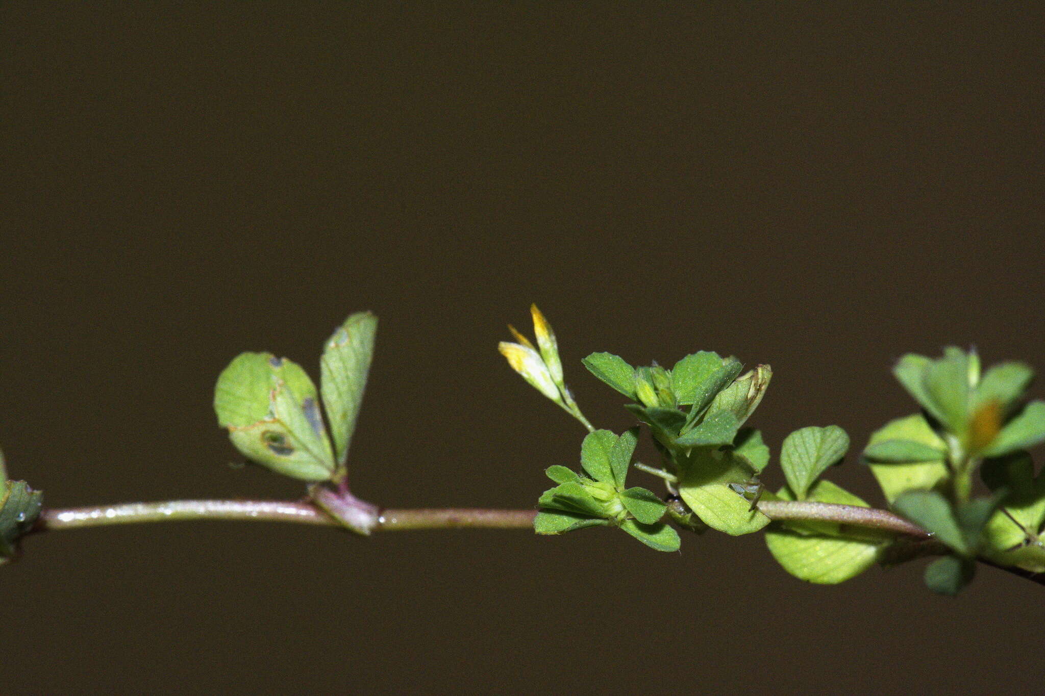 Image of slender hop clover