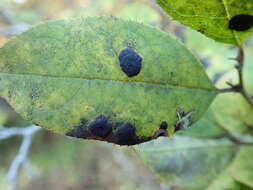 Image of Ilex serrata Thunb.