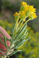 Image of Euryops floribundus N. E. Br.