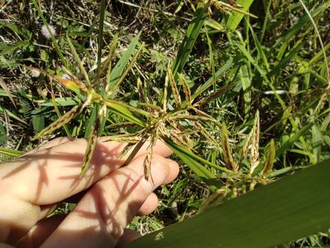 Image of Roadside Flat Sedge