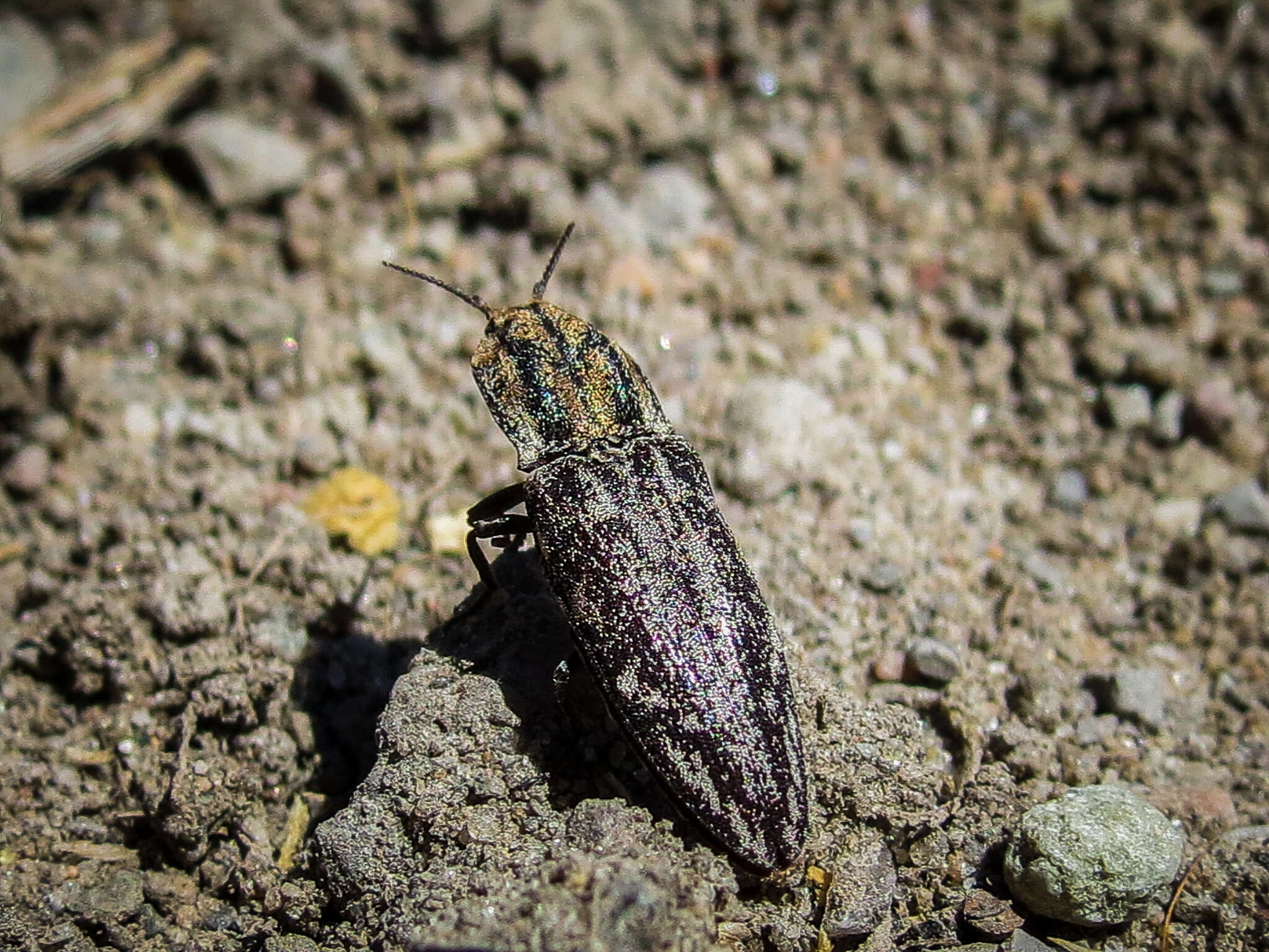 Image of Danosoma obtectum (Say 1839)