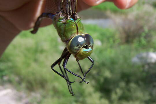 Image of Giant Darner