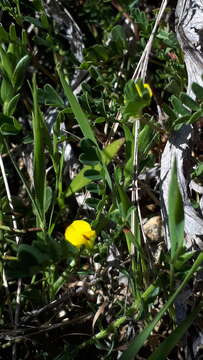 Image of Hippocrepis biflora Spreng.