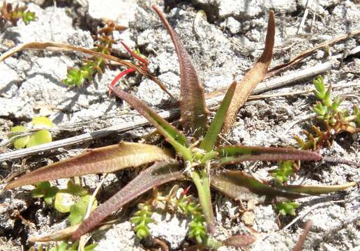 Image of Plantago triandra Bergg.