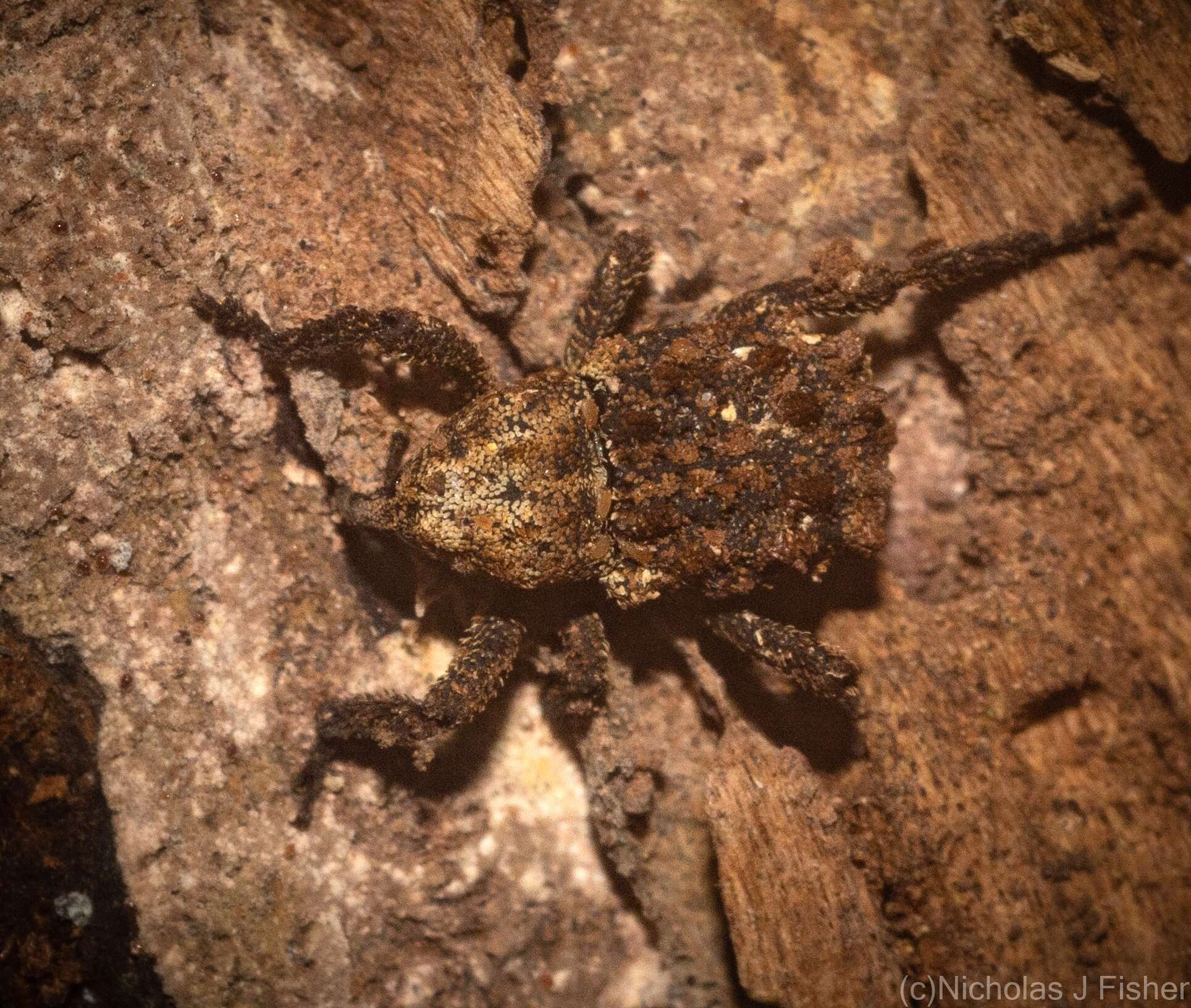 Image of Nechyrus incomptus Pascoe 1872