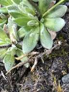 Image of Palander's draba