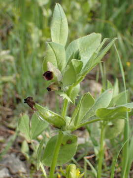 Image of Vicia johannis Tamamsch.