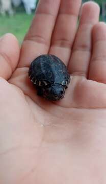 Image of Mexican Giant Musk Turtle