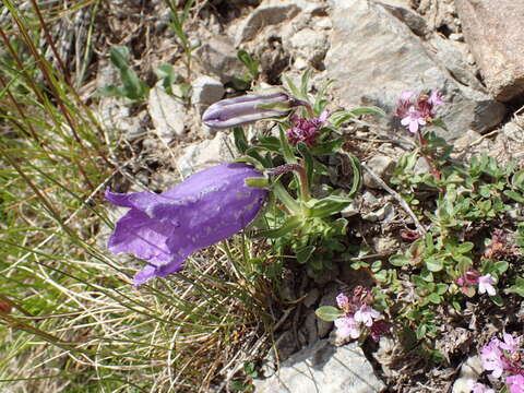 Image of Provence Bellflower