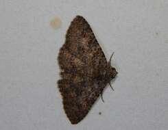 Image of Monkeypod moth