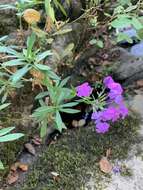 Image of smooth phlox