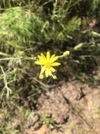 Image de Pityopsis graminifolia (Michx.) Nutt.