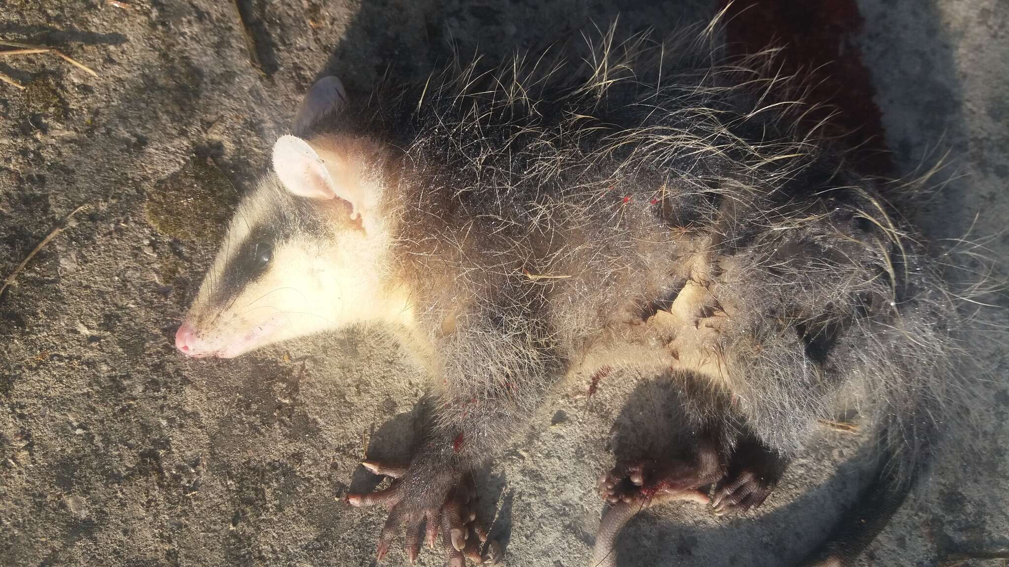 Image of Andean White-eared Opossum