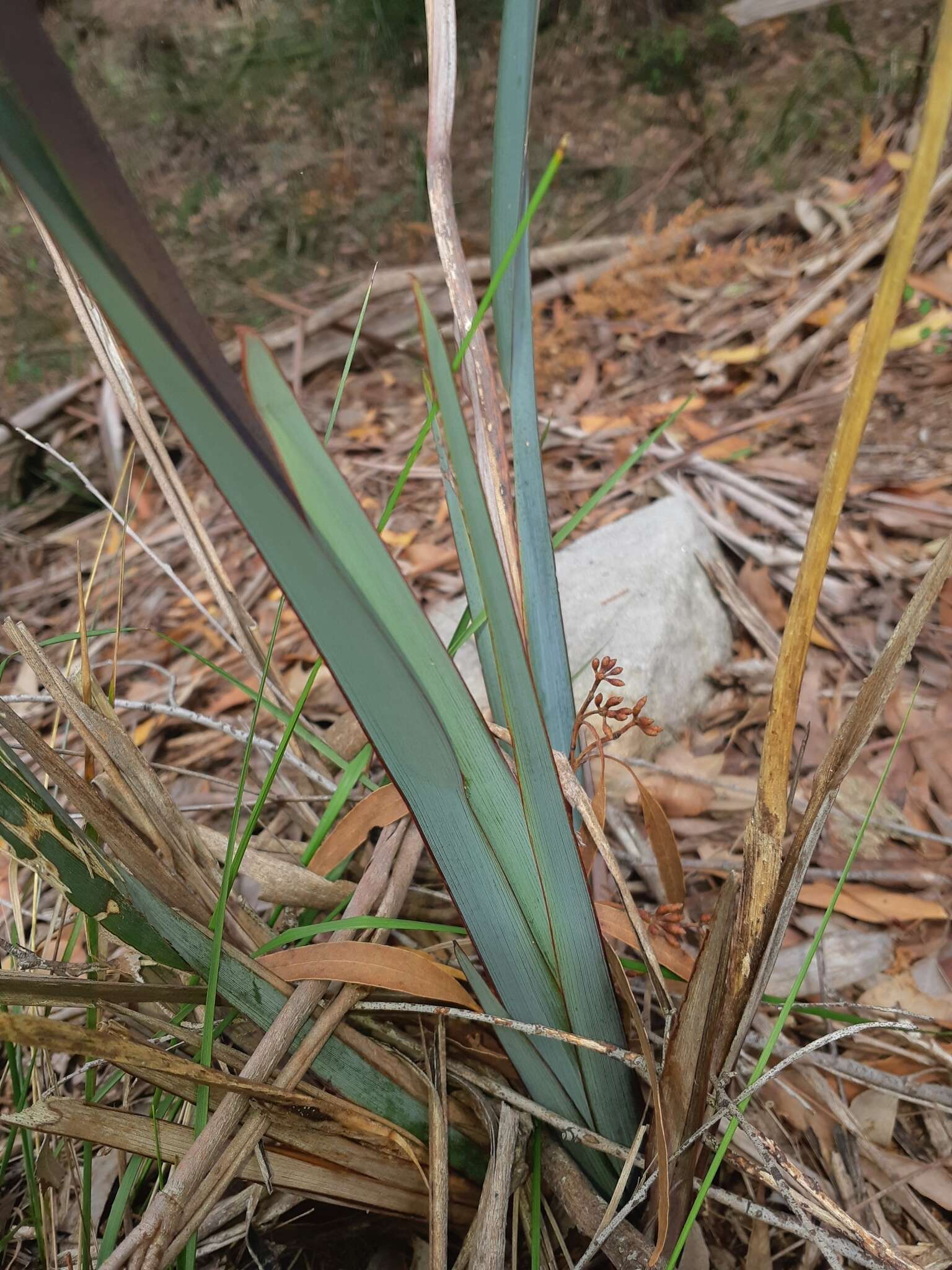 Image of Dianella prunina R. J. F. Hend.