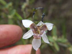 Image of Tigridia arequipensis Montesinos, A. Pauca & Revilla