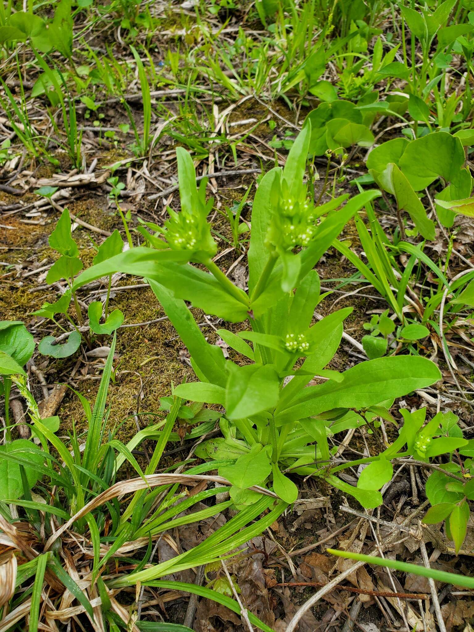 Image of navel cornsalad