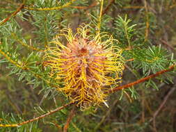 Image of Banksia ericifolia subsp. ericifolia