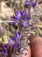 Image of low phacelia