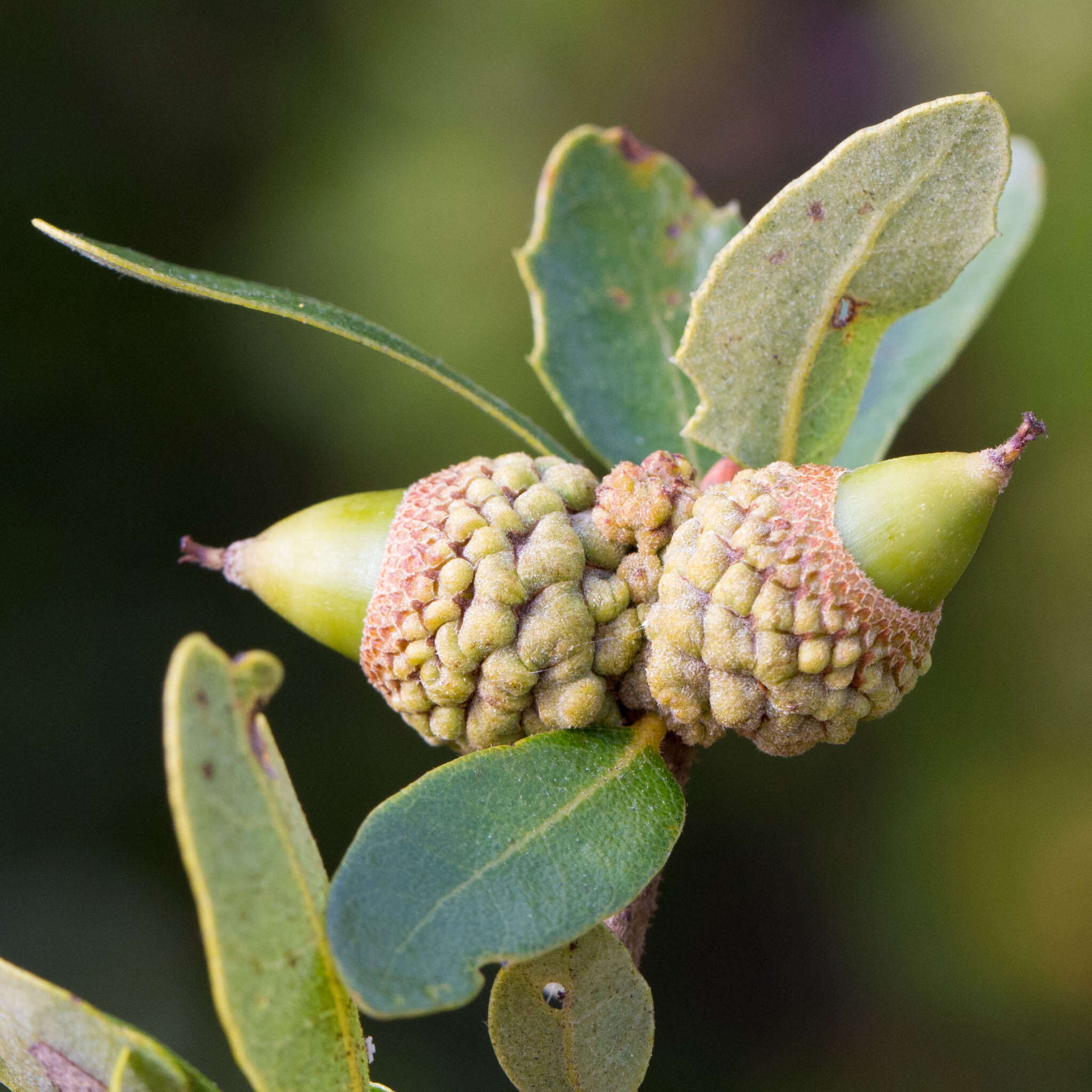 Image of Channel Island Scrub Oak