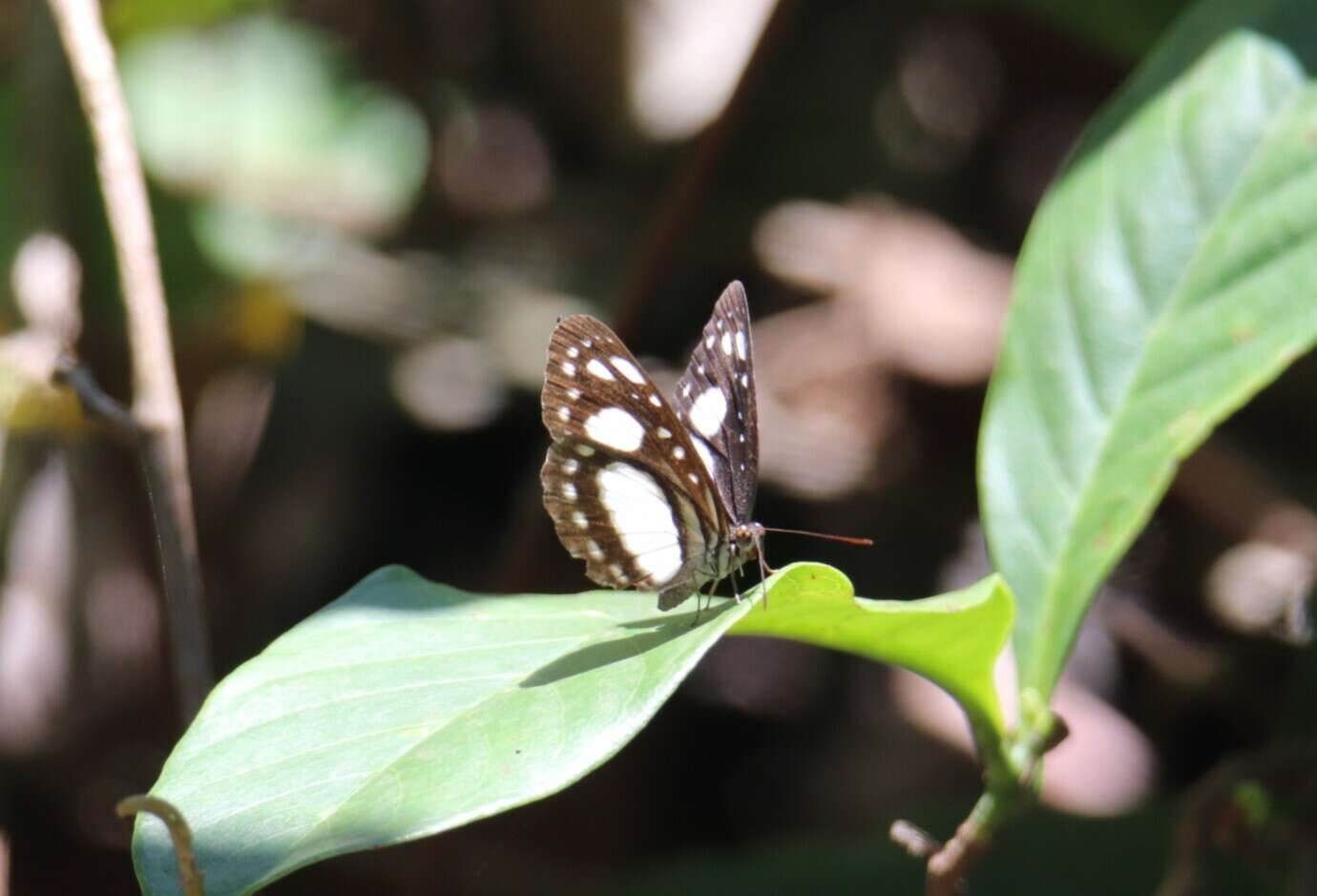 Image of Pantoporia venilia Linnaeus 1758